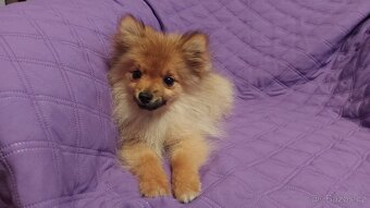 Špic, nemecký špic , oranžový špic, pomeranian - 4