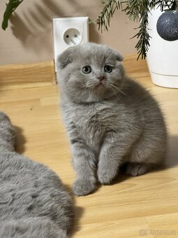 Skotská klapoucha kotatka - 4