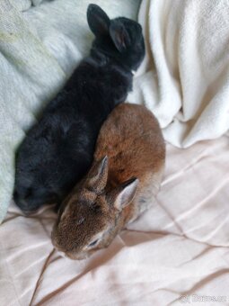 Zakrslý rex černý - 4