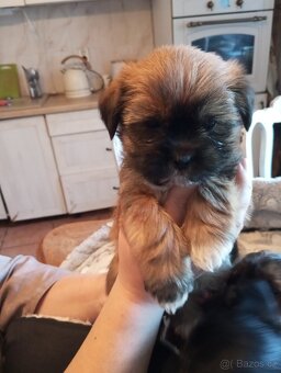 Štěňátka Jorkšírskeho teriéra - 4