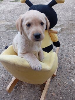 Zlatý retrívr/retriever - 4
