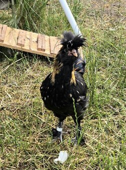 🐓 Kohoutci Pavlovské slepice 🐓 - 4