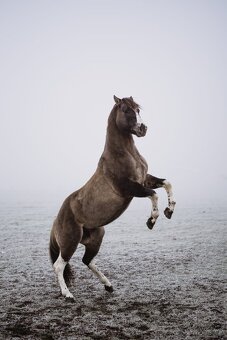 paint horse pripustani - 4