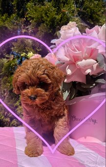 Maltipoo holčičky 🍒 - 4