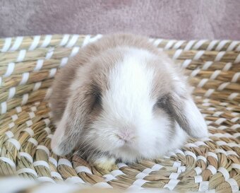 Mini lop miminko kluk - 4