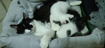 Daruji koťata - 4