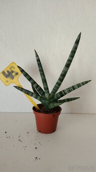 Tchýnin jazyk Sansevieria - různé druhy - 4