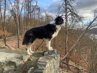 Border kolie - chovný pes ke krytí - 4