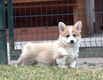 Welsch corgi pembroke s PP - 4