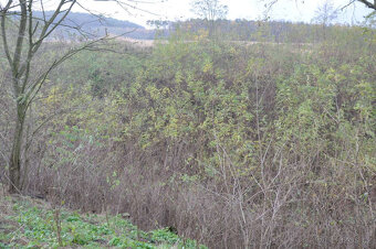Zahrada, rokle, pozemek k rekeraci,10.731m2, Bechlín u RCE - 4