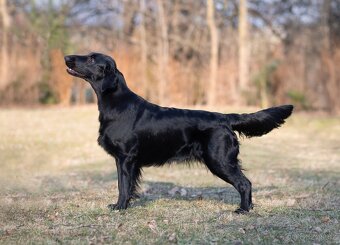 Přijímáme rezervace na štěňátka Flat coated retriever s PP - 4