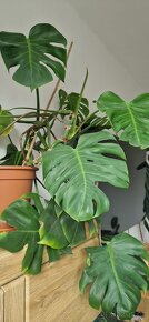 Pokojové rostliny - fíkus, monstera - 4