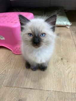 Luxusní ragdoll kocourek k odběru - 4