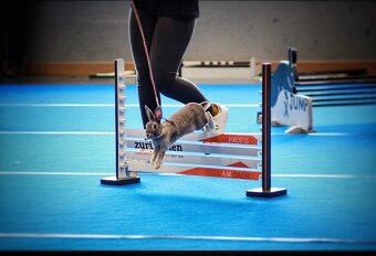 kříženec sportovního králíka - Queenie - 4