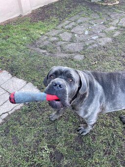 Cane Corso - 4
