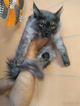 Mainská mývalí - 4