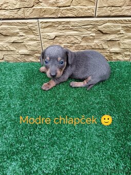 Jezevčík trpaslici - 4