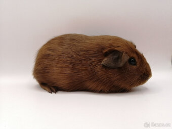 Morče, morčátka - 4