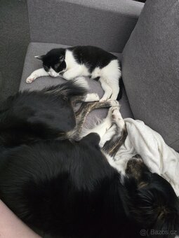 Kocourek hledá domov - 4