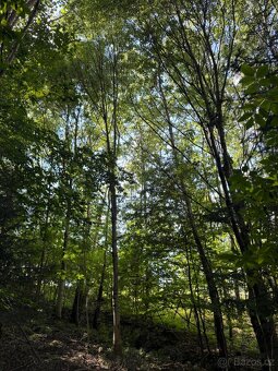 Prodej lesního pozemku v k.ú. Boháňka - 4