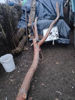 Prodám zvoničky - 4