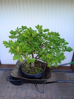 Jírovec maďal (kaštan) bonsai - 4