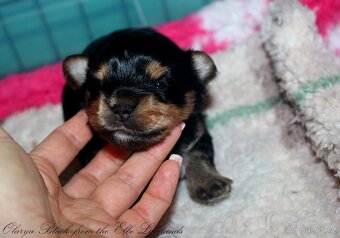 biewer terier s PP / jorksírský terier s PP - 4