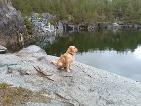 Krytí - zlatý retrívr - 4