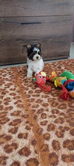 Jorkṣ̌irský terier - 4