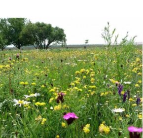 Pronájem velké louky 5000m2 naproti benzině Shell. Pozemek p - 4