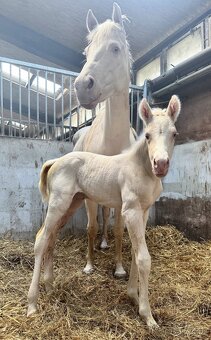Cremello klisnička s odznaky s reining/cutting původem - 4