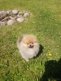 Pomeranian s PP - 4