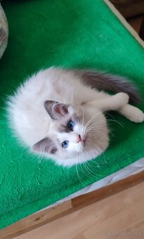 Ragdoll koťátka - 4