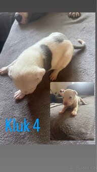 Štěňátka Amstaff X Staff - 4