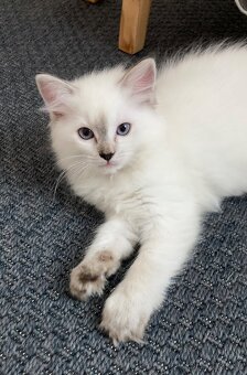 Kočičky Ragdoll bez PP - 4