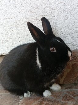 Zakrslý Králíček Hladký - 4