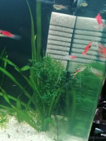 Endlerky RED SCARLET - 4