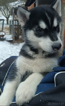 Sibiřský husky - 4