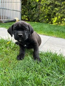 Cane corso - 4