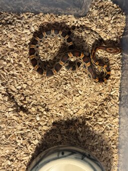 Užovka Červená Extreme Okeetee (Corn Snake) - 4
