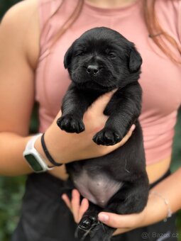 Štěně - Labrador s PP - 4