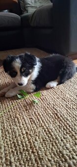 Border collie - 4