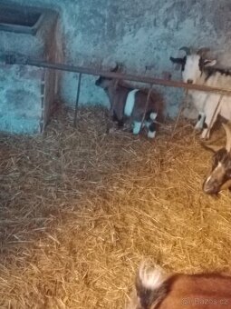 Kamerunská kůzlata - 4