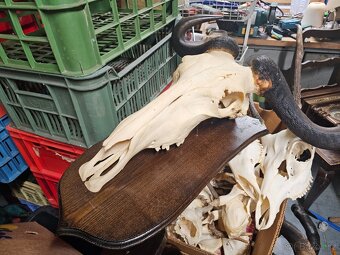 Paroží,trofeje,shozy,obrazy - 4