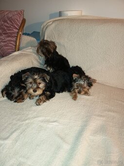 Jorkšírský teriér bez PP - 4