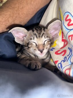 Orientální koťe Marbleficent s PP Pygmalion - 4