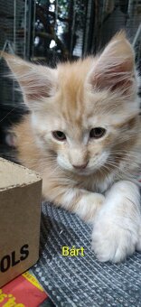 Mainská mývalí koťátka bez PP - 4