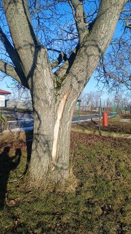 Dřevo ořech - strom - 4