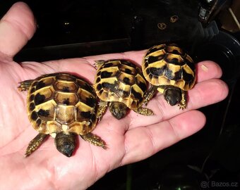 Želva zelenavá, vroubená, žlutohnědá - 4
