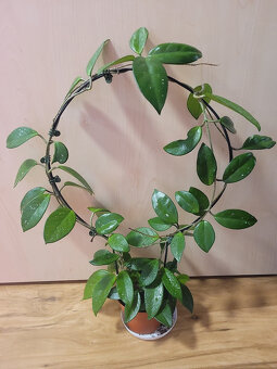 Pokojovky (Epipremnum, Hoya, Ludisia, Monstera, Orchidej) - 4